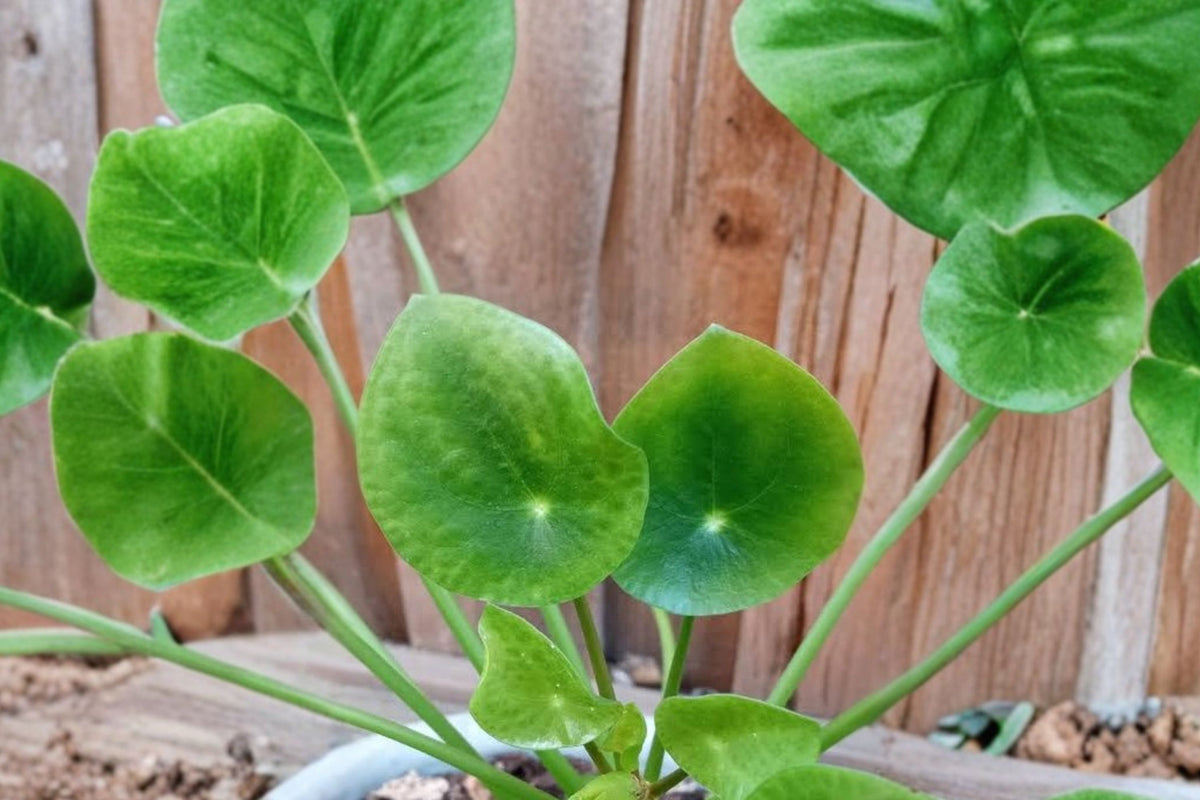 Pilea Peperomioides Chinese Money Plant – Live Houseplant | 4 Inch Pot | Round Leaf Indoor Plant