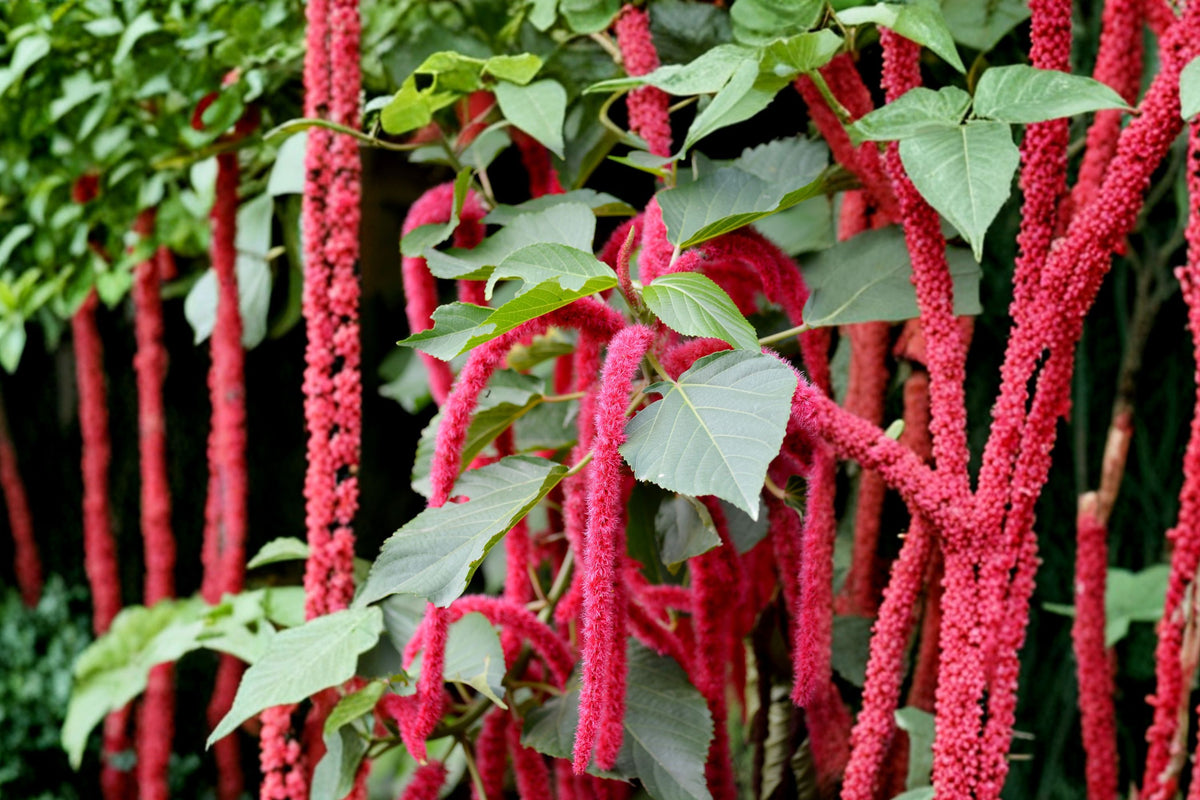 Giant Chenille Plant – Acalypha Hispida Live Starter | Tropical Red Flowering Plant | Hummingbird & Butterfly Garden