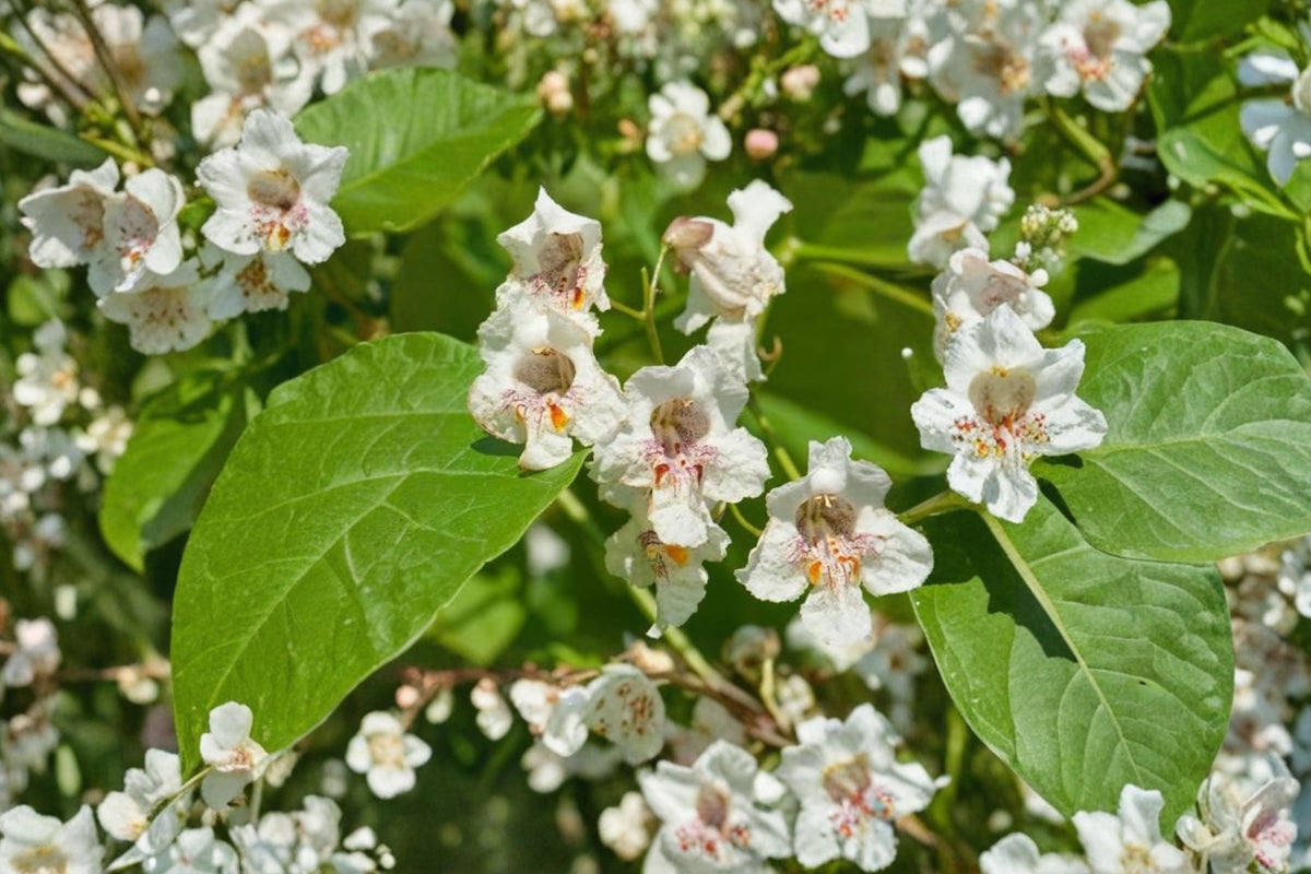 Catalpa Live Plant – Quart Pot | Fast-Growing Deciduous Shade Tree | Flowering Landscape Tree
