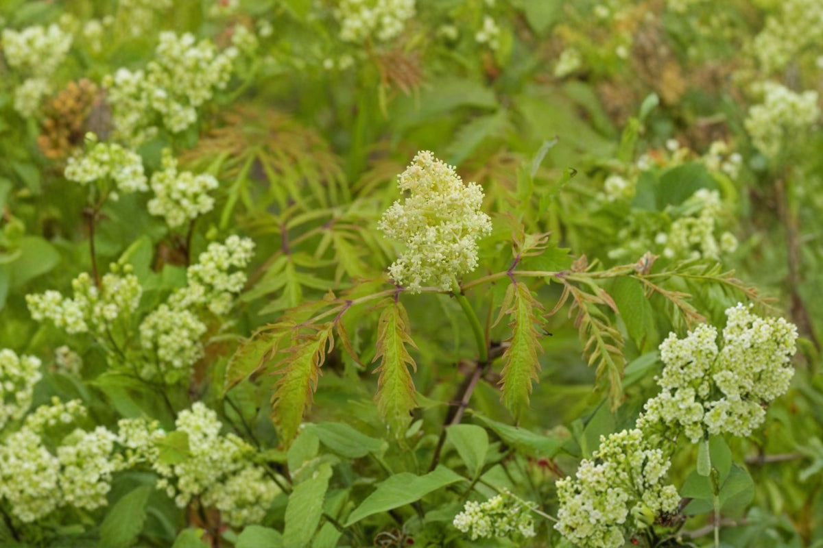 Lemony Lace Elderberry Shrub – Sambucus Live Plant | 6–12 Inches Tall | 4 Inch Pot | Golden Foliage Bush