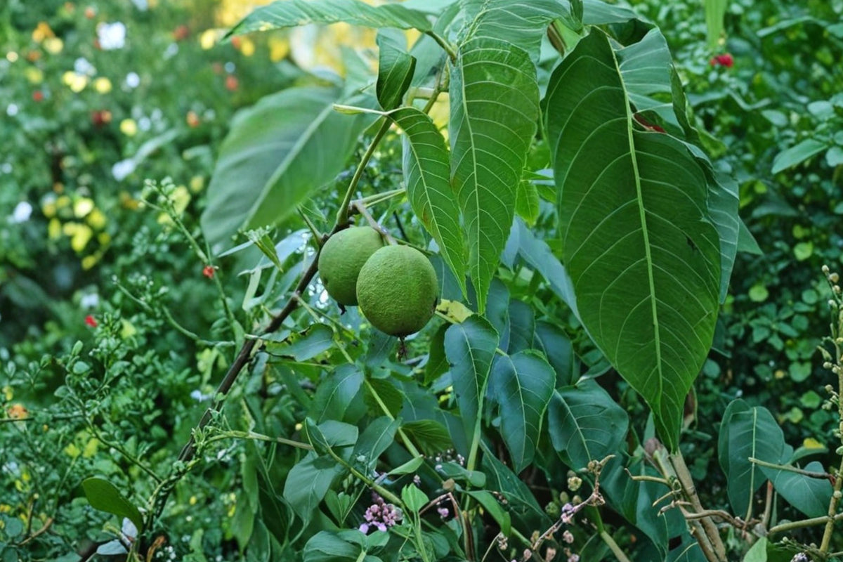 Butternut White Walnut Tree Live Seedling – 12+ Inches Tall | Juglans Cinerea | Hardy Native Nut Tree