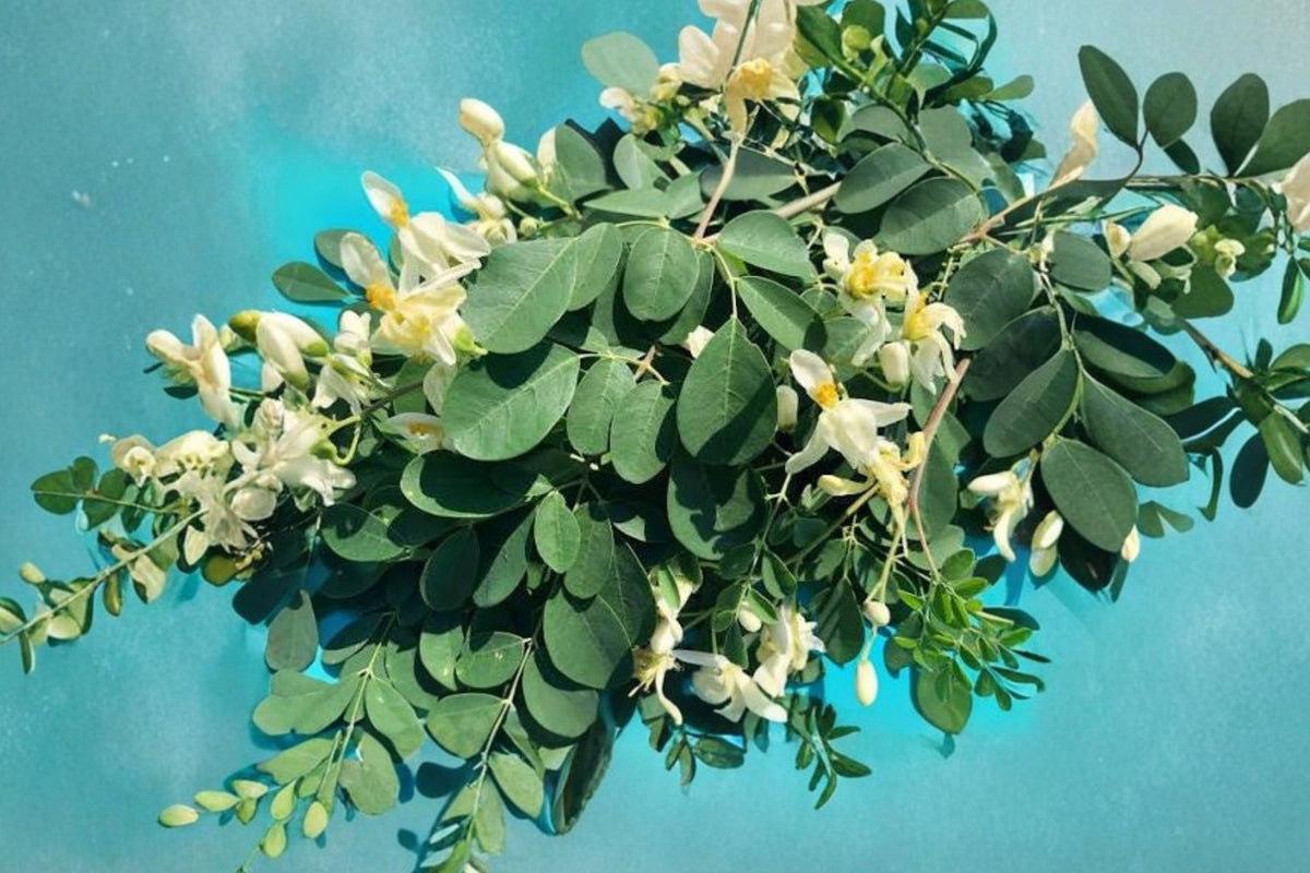 2 Moringa Oleifera Live Tree Seedlings – 1 Foot+ Tall | Miracle Tree | Fast Growing Edible Tropical Plants