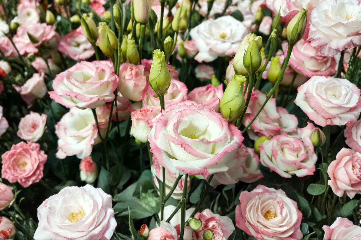 Lisianthus Echo Pink Picotee Live Plant – 2 Inch Pot | Pink Edged Eustoma | Elegant Cut Flower Starter