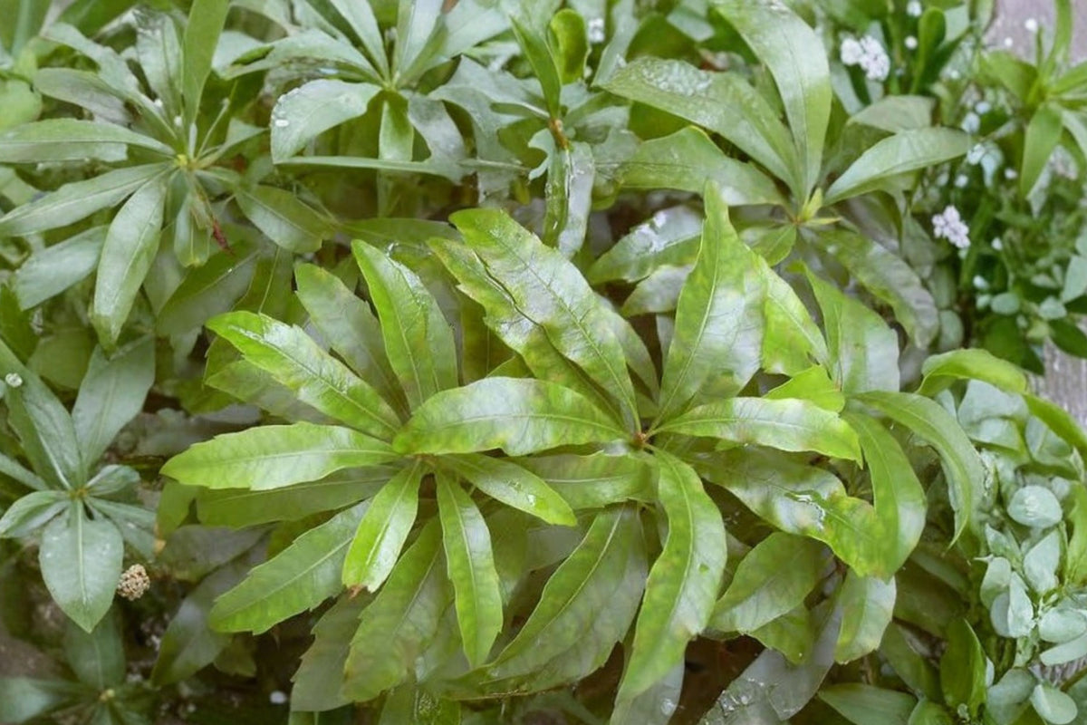 Wax Myrtle Live Starter Plug – Morella Cerifera | 3–6 Inch Bare Root | Evergreen Privacy Hedge Shrub