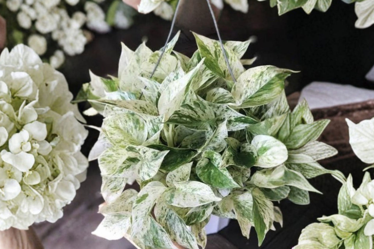 Rare Aroid Node Cuttings – 6 Types | Monstera Pothos Philodendron | Live Propagation Bundle