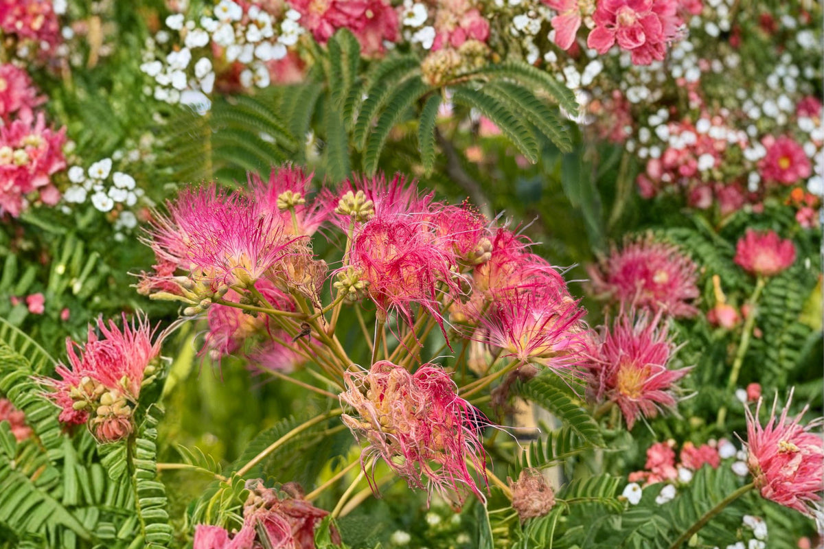 Mimosa Tree Live Plant – Albizia Julibrissin | 8 Inch Persian Silk Tree | Pink Flowering Ornamental Tree