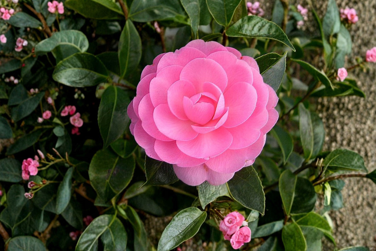 E.G. Waterhouse Camellia Japonica Live Plant – Rare Well-Rooted Starter | 3 Inch Pot