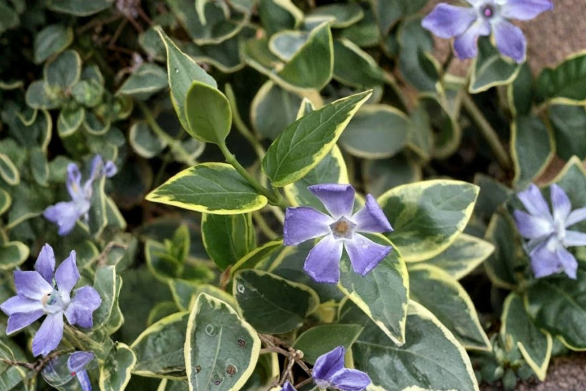 Variegated Vinca Live Plants – Set of 6 | 4–8 Inch Rooted Ground Cover Vine Starter Plants