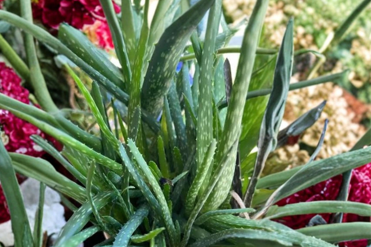 Aloe Vera Barbadensis Miller Live Plants – Set of 2 | 7–10 Inch Bare Root Succulents