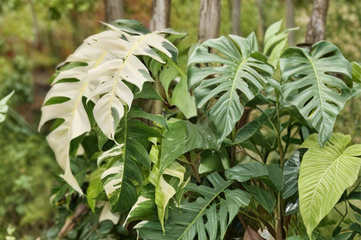 Epipremnum Pinnatum Albo Variegated Live Plant – Rooted Tropical Aroid Hanging Basket