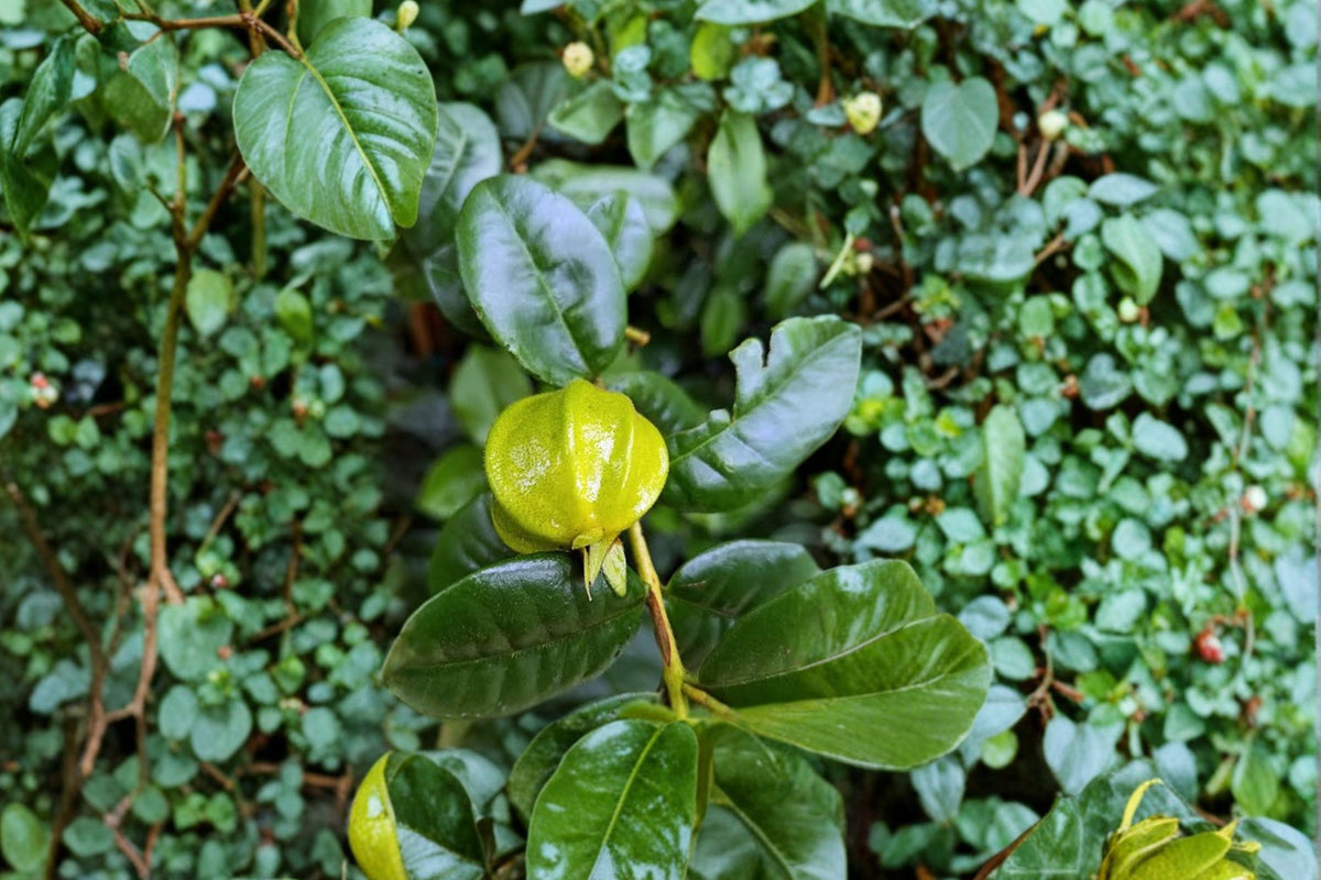 Pitangatuba Live Plants – Set of 2 Starter Plugs | Eugenia selloi Yellow Star Cherry Fruit Plants
