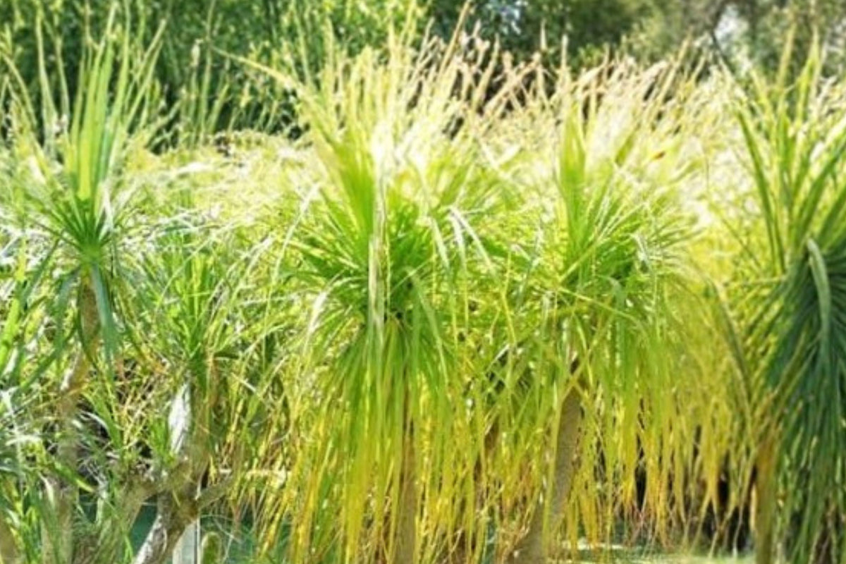 Ponytail Palm Live Plants – Set of 3 | Beaucarnea Recurvata Tropical Tree Starter Plants