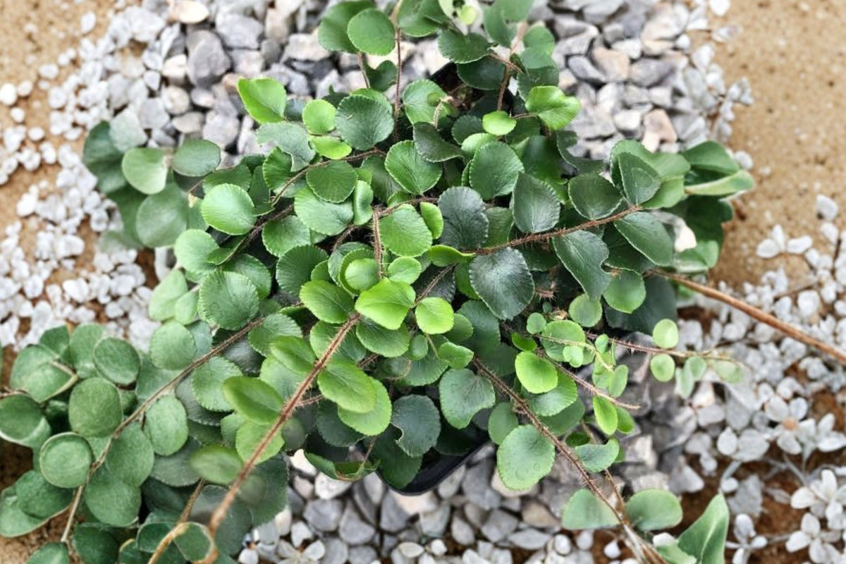 Button Fern Live Plant – Pellaea Rotundifolia | 2.5 Inch Pot Easy Care Indoor Fern