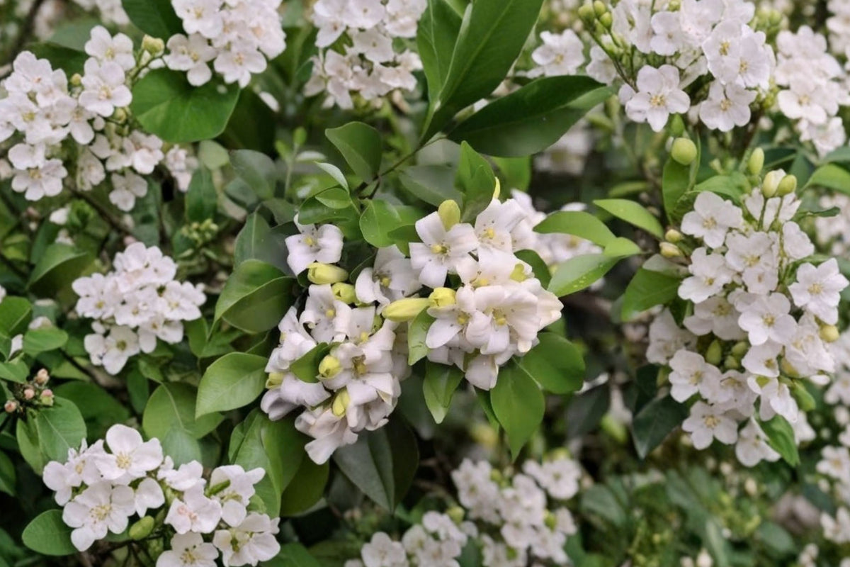 Orange Jasmine Live Plant – Murraya Paniculata | 4 Inch Pot Tropical Flowering Houseplant
