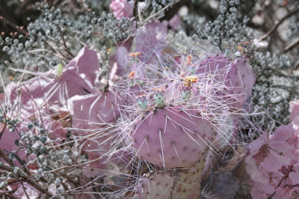 Opuntia Azurea Big Bend Prickly Pear Cactus – Rare Live 3–4.5 Inch Pad Cutting