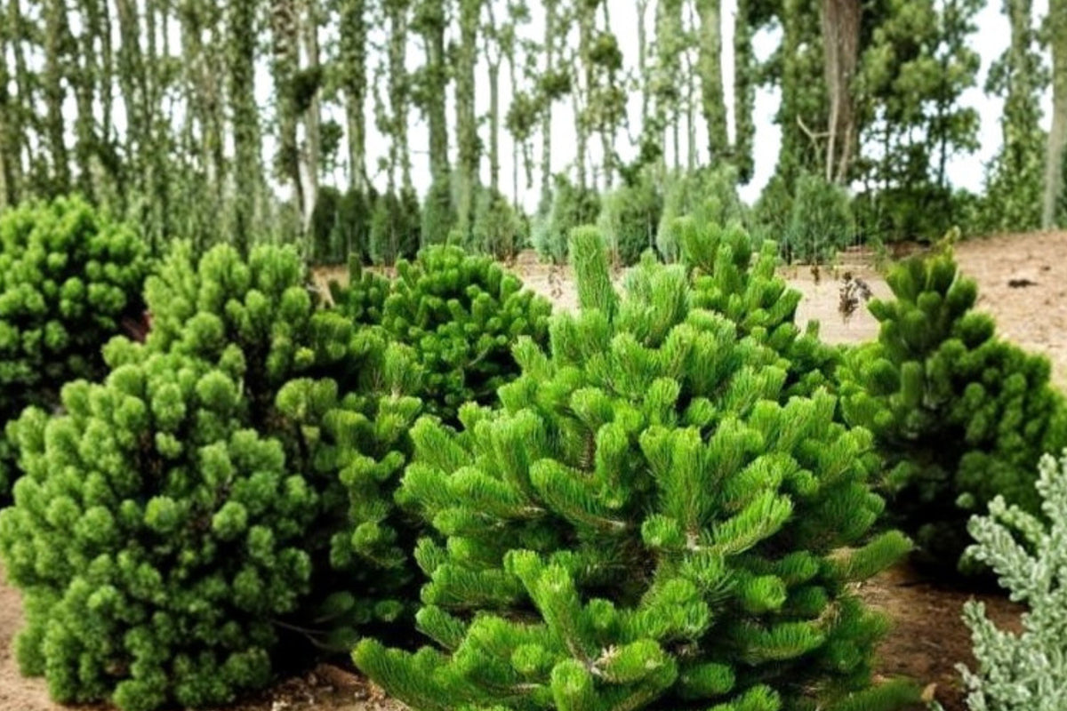 Austrian Pine Live Trees – Set of 2 | 4–6 Inch Evergreen Seedlings in 4 Inch Pots