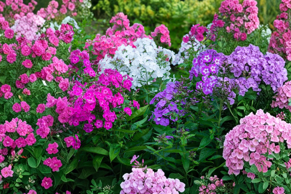 Upright Phlox Live Plant – Mixed Colors | Perennial Flower Starter Plant Shipped Without Pot