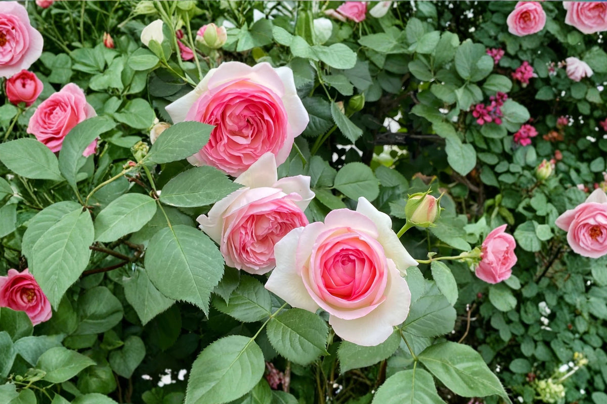 Eden Climber Pierre de Ronsard Rose Live Plant – Own Root Climbing Rose in 4 Inch Pot