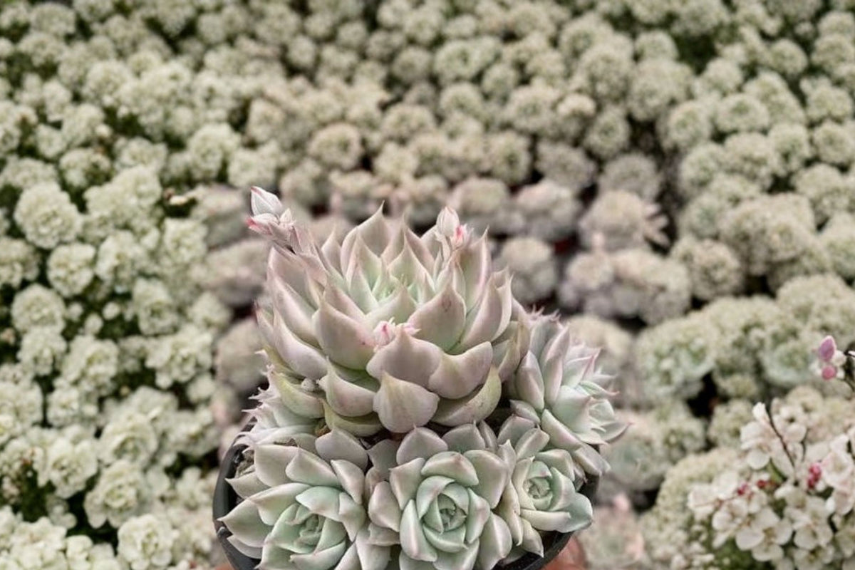 Margaret Rare Succulent Live Plant – Bare Root Easy Care Real Succulent