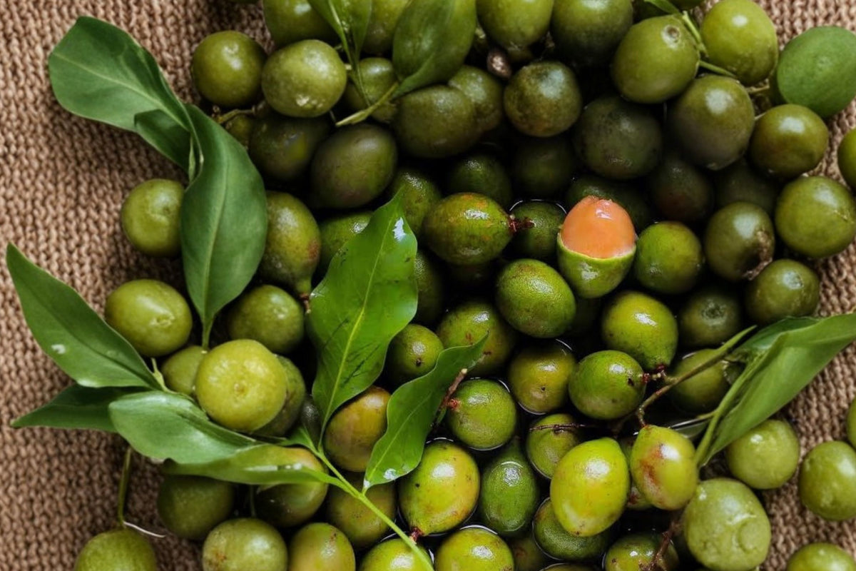 Grafted Spanish Lime Mamoncillo Live Fruit Tree – 8–12 Inch Melicoccus Bijugatus Tropical Plant