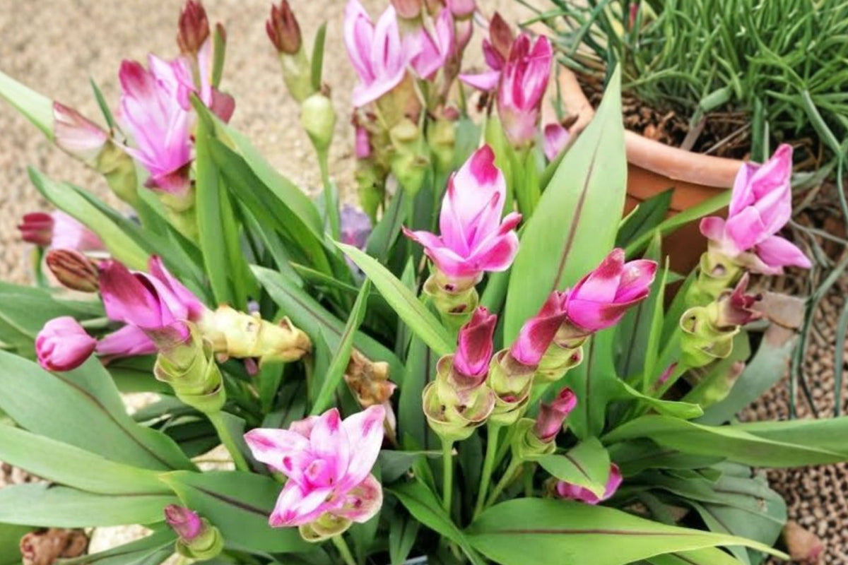 Siam Solar Curcuma Live Plant – Ornamental Ginger Flower Starter Plant 4 Inch No Pot
