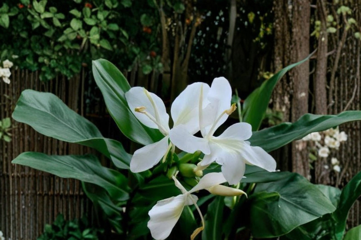 White Butterfly Ginger Lily Live Plant – Hedychium Coronarium | Fragrant Fully Rooted Plant