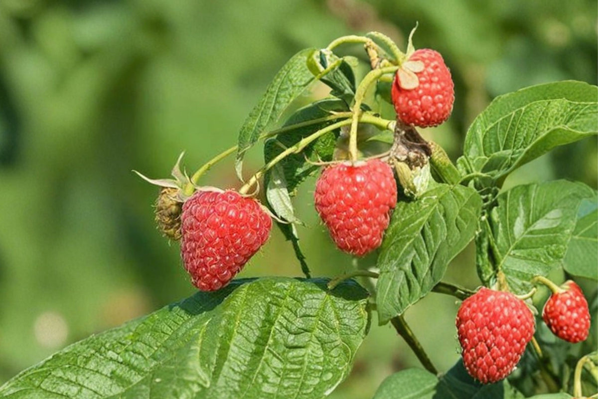 Japanese Raspberry Live Plants – Set of 5 | 5 Inch Bare Root Berry Starters