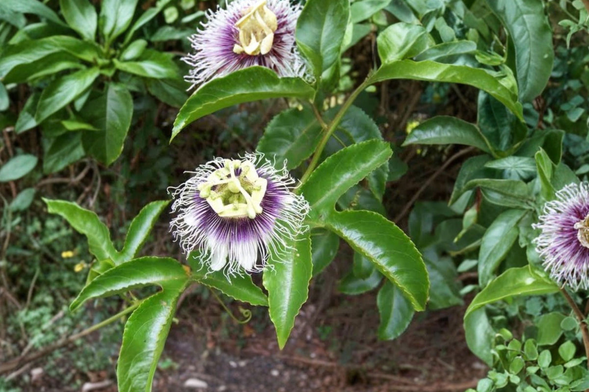 Possum Purple Passion Fruit Live Plant – Passiflora Edulis | 16 Inch Fruiting Vine