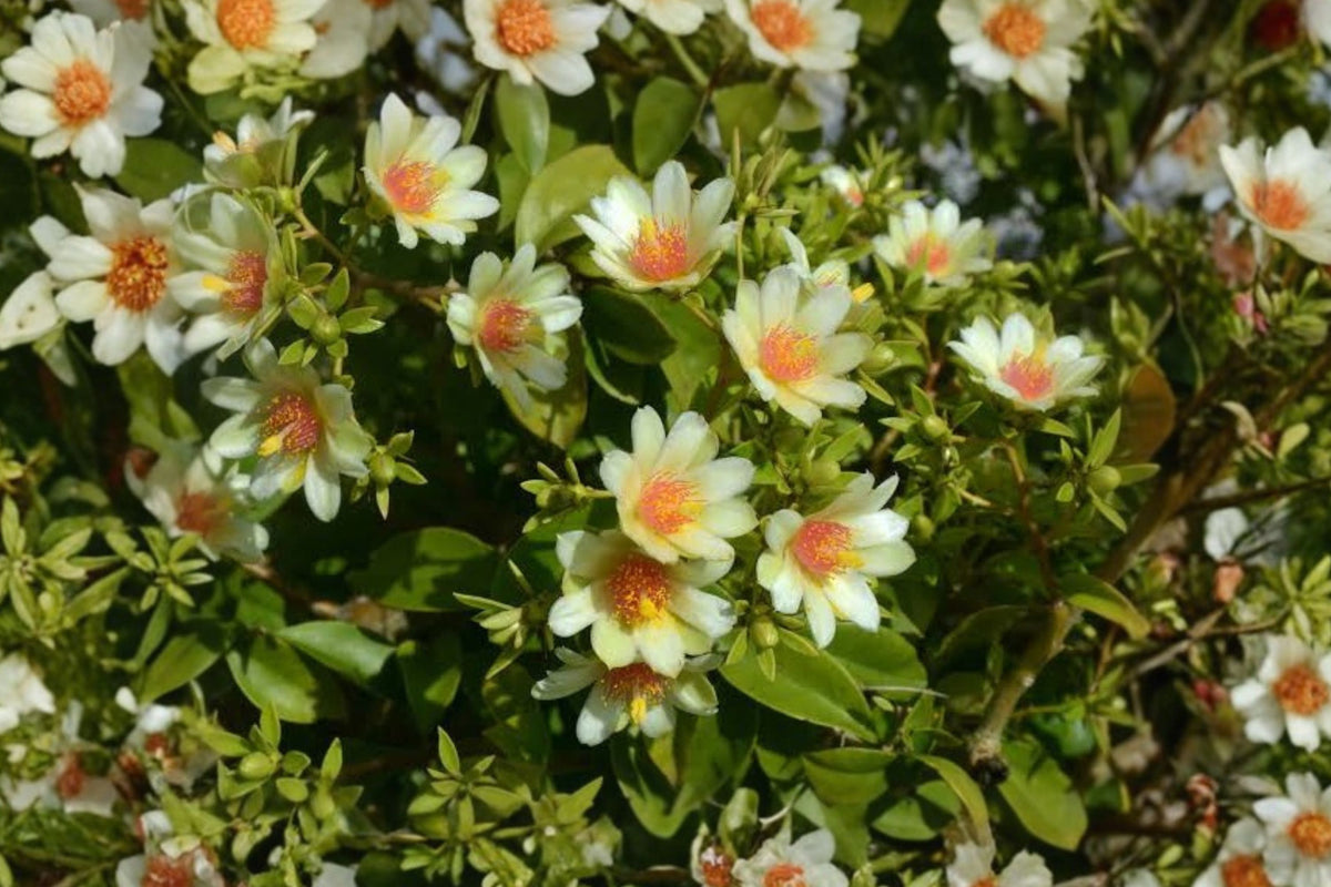 Pereskia Aculeata Live Plant – Barbados Gooseberry Leaf Cactus | 4 Inch Pot