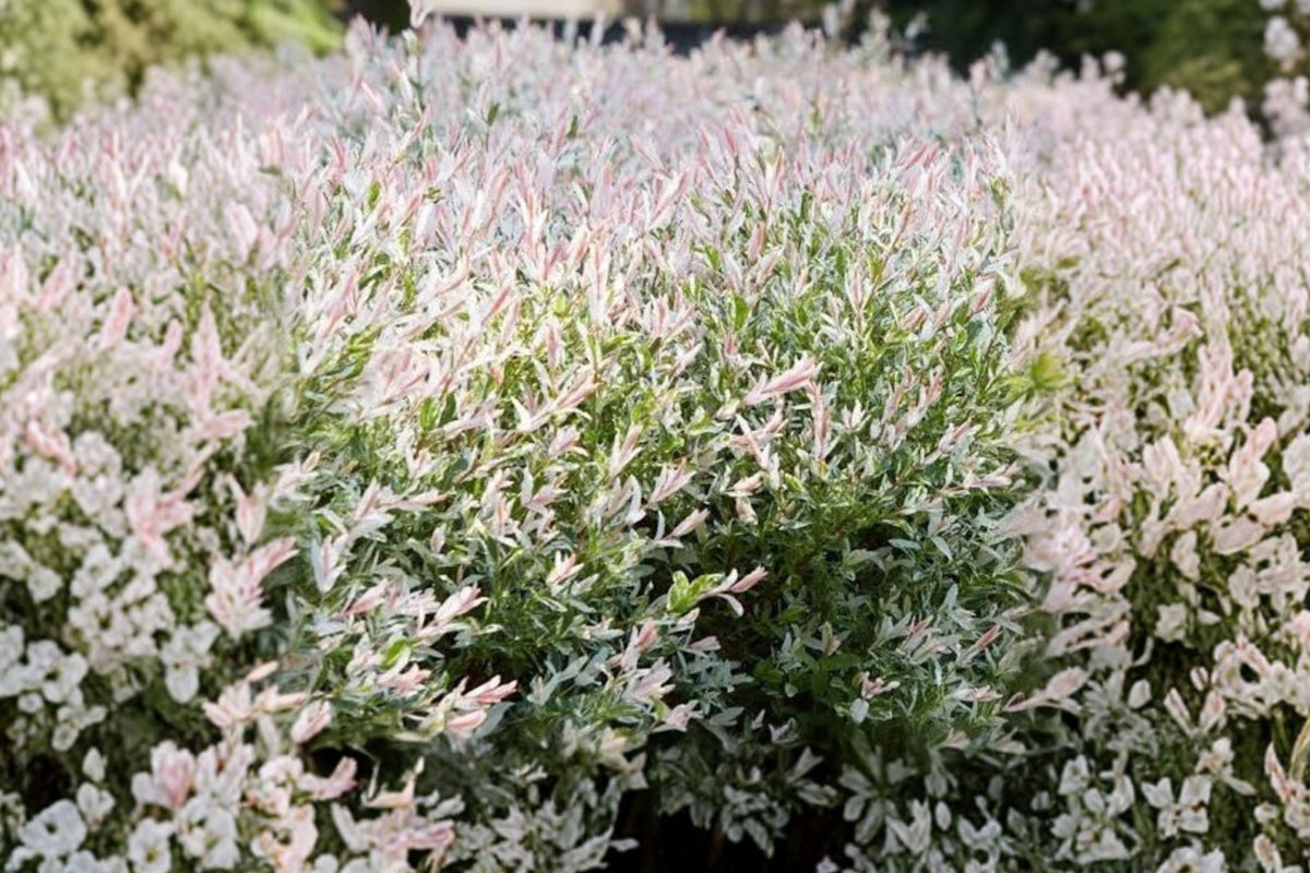 Japanese Dappled Nishiki Willow Live Plant – 8–12 Inch Tall | 4 Inch Pot Variegated Willow