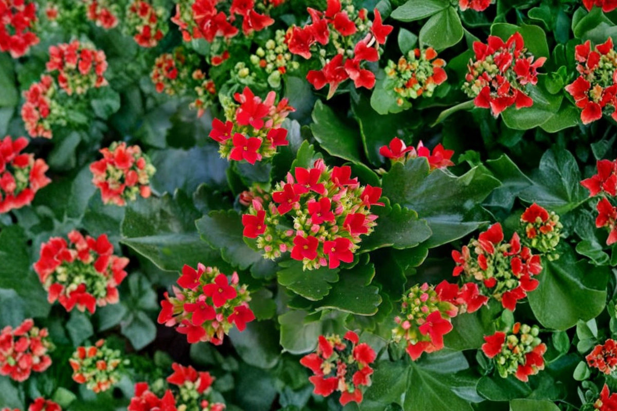 Kalanchoe Blossfeldiana Flaming Katy Live Plant – Flowering Succulent in 2 Inch Pot