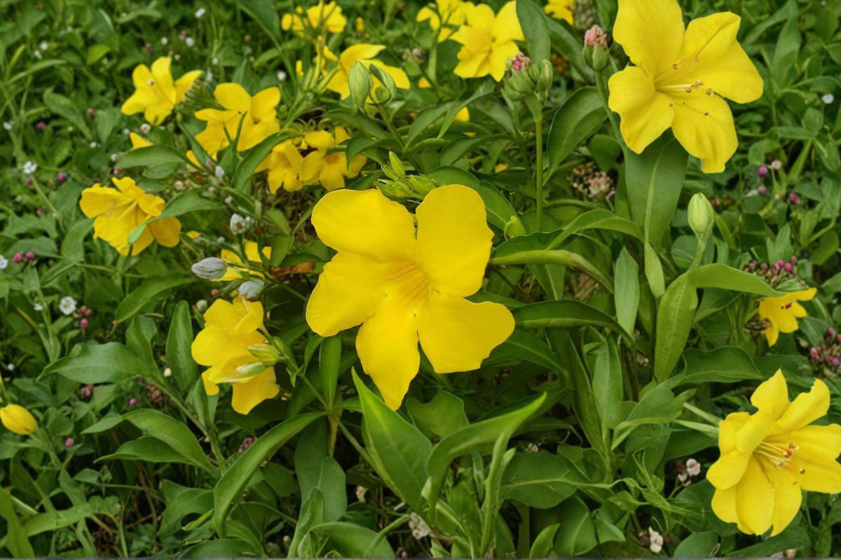 Allamanda Golden Butterfly Live Plant – Golden Trumpet Flower Starter Plug