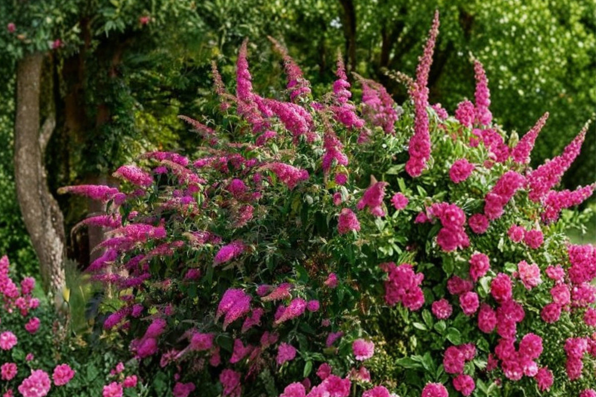 Royal Red Butterfly Bush Live Plant – Buddleia Davidii 1 Gallon Flowering Shrub