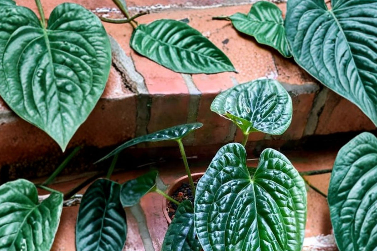 Anthurium Luxurians Live Plant – Rare Ecuadorian Tropical Aroid Houseplant