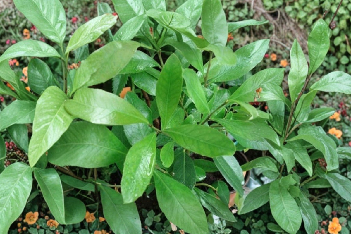 Yerba Mate Live Plants – Set of 2 | 4–6 Inch Ilex Paraguariensis Evergreen Starters
