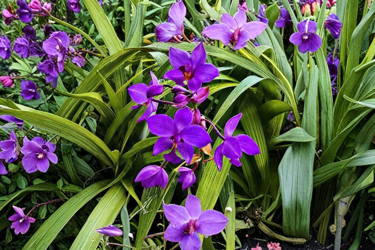 Purple Ground Orchid Live Plant – Spathoglottis Plicata 3–8 Inch Starter in 3 Inch Pot