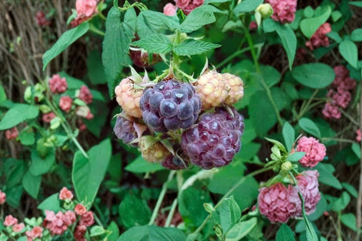 Glencoe Thornless Raspberry Live Plants – Set of 2 | 4–6 Inch Purple Berry Starters