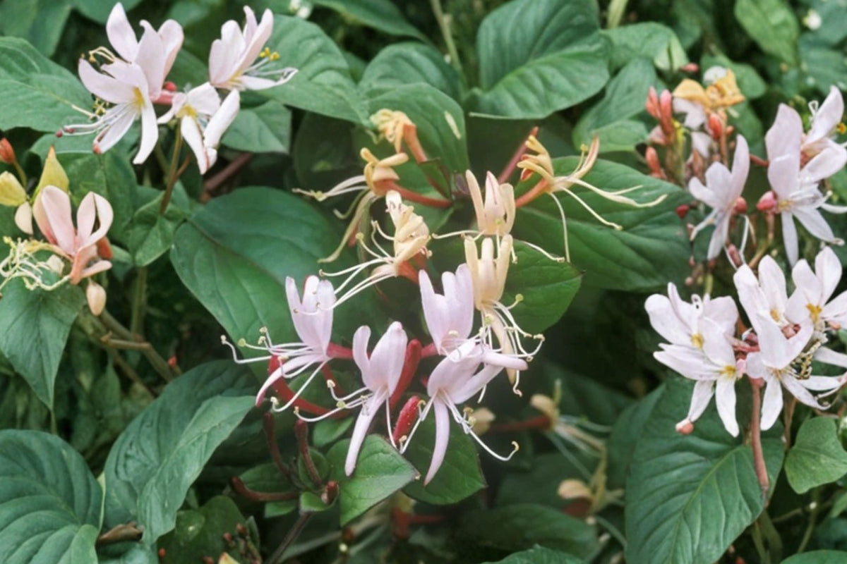 Purple Honeysuckle Live Plant – 1 Gallon Pot | Purple Flowering Hummingbird Vine