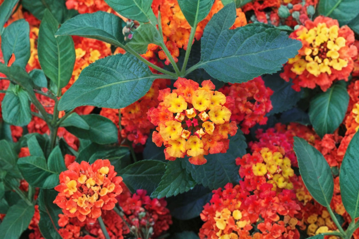 Red Lantana Live Plant – 3–5 Inch Flowering Starter | Grown in 4 Inch Pot, Ships No Pot