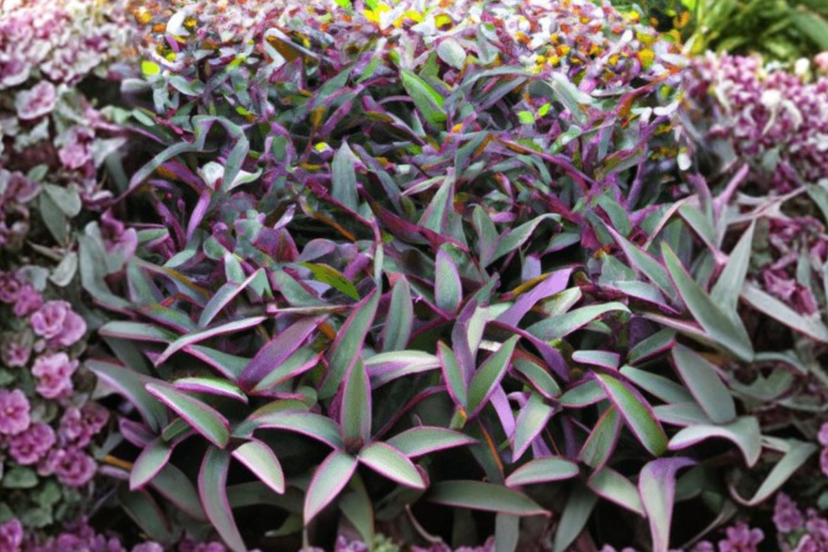 Tradescantia Pallida Blue Sue Live Plant – Colorful Indoor Houseplant in 4 Inch Pot