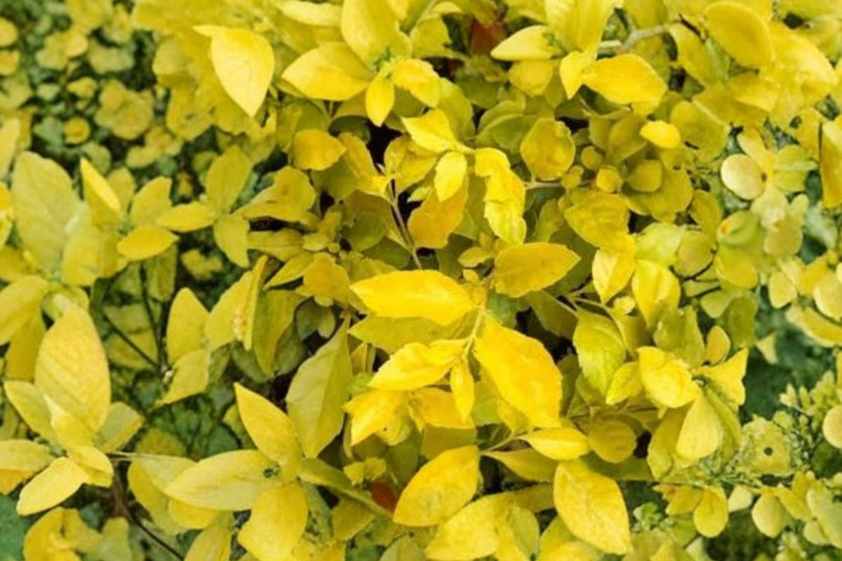 Duranta Yellow Live Plants – Set of 2 | 4–6 Inch Golden Foliage Starter Plants