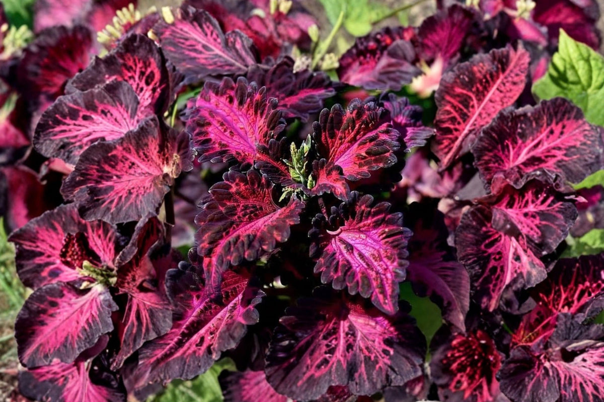 Black Dragon Coleus Live Plant – Dark Purple Burgundy Foliage in 4 Inch Pot