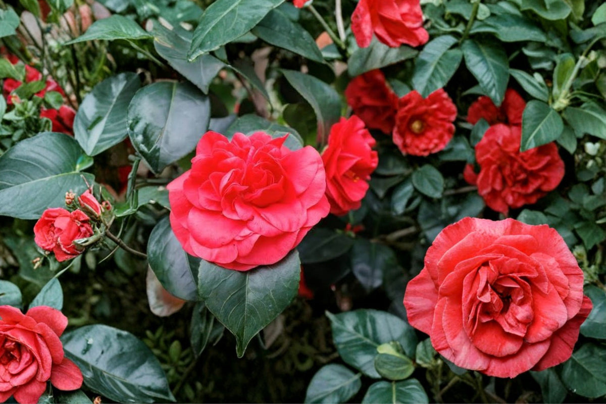 Professor Sargent Camellia Japonica Live Starter Plant – Ruby Red Flowering Camellia