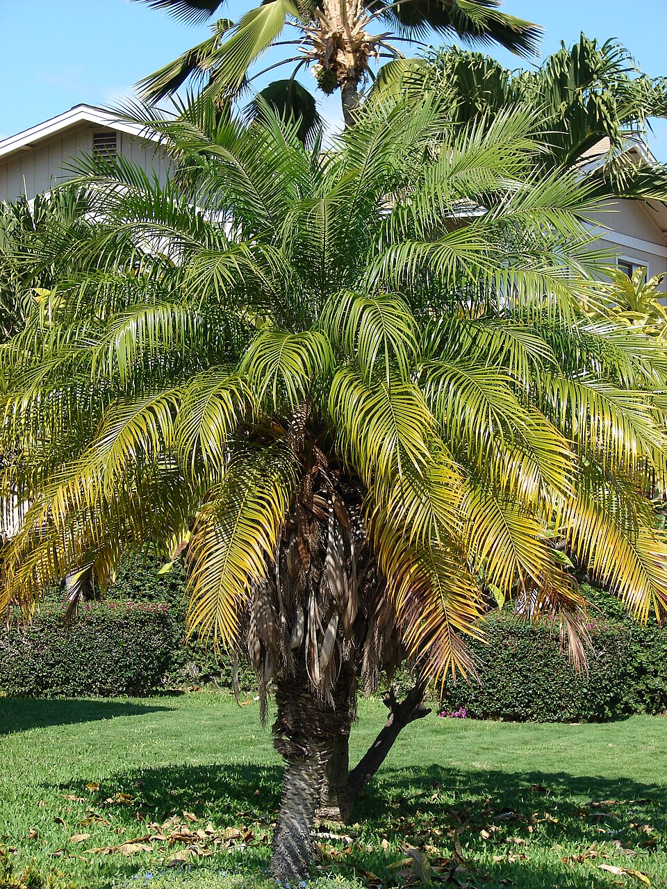Phoenix roebelenii Seeds β Pygmy Date Palm, Miniature Ornamental Palm Tree (5 Seeds)