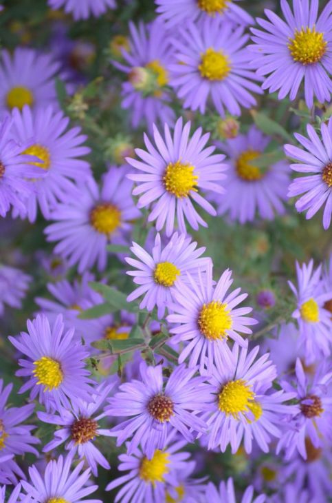 Symphyotrichum Oblongifolium Seeds (100) Aromatic Aster β Native Perennial Wildflower, Purple Blooms, Pollinator Plant