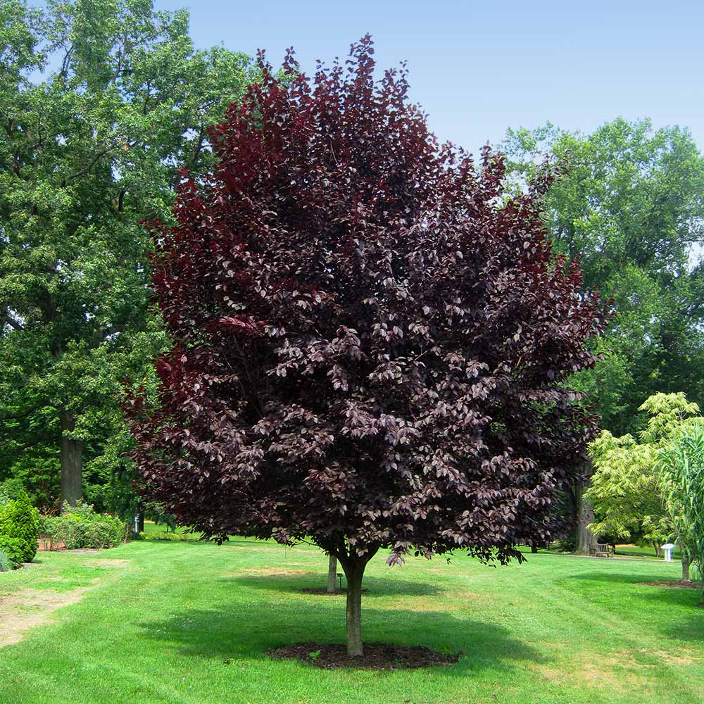1 Purple Leaf Plum Tree (Cistena) β 2ft Tall Bare Root β Ornamental Plum, Deep Purple Foliage, Pink Flowers, Prunus Γ cistena