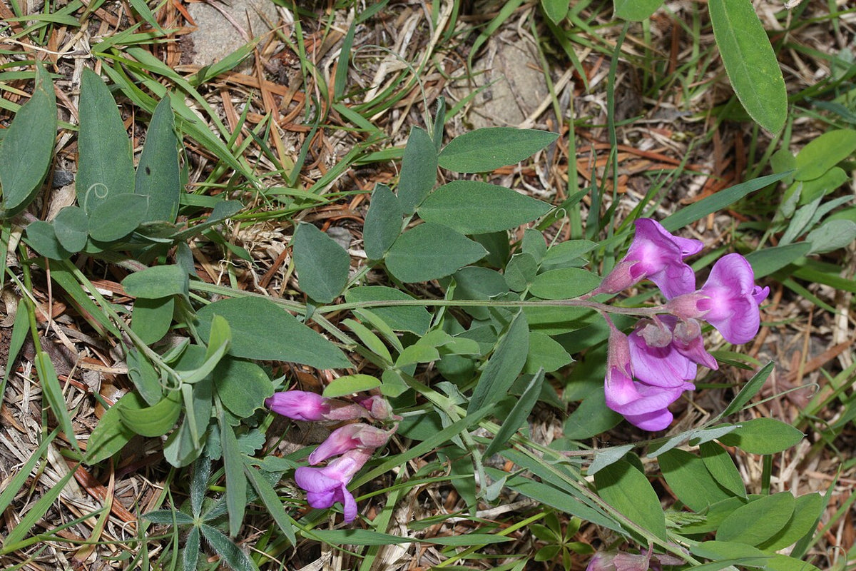 Vicia americana Seeds β American Vetch, Native Nitrogen-Fixing Groundcover, Wildflower & Forage Plant (25 Seeds)