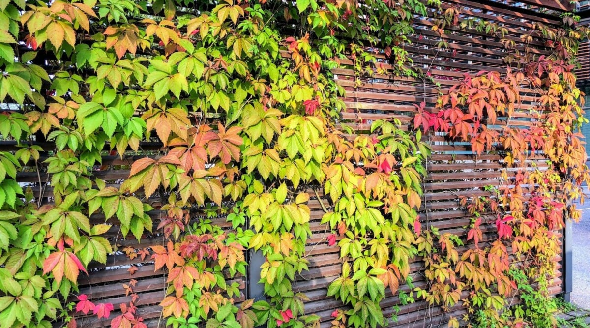 Virginia Creeper Live Rooted Cuttings β 5β8" Hardy Perennial Vine, Fast Wall/Fence Cover, Parthenocissus quinquefolia Plant