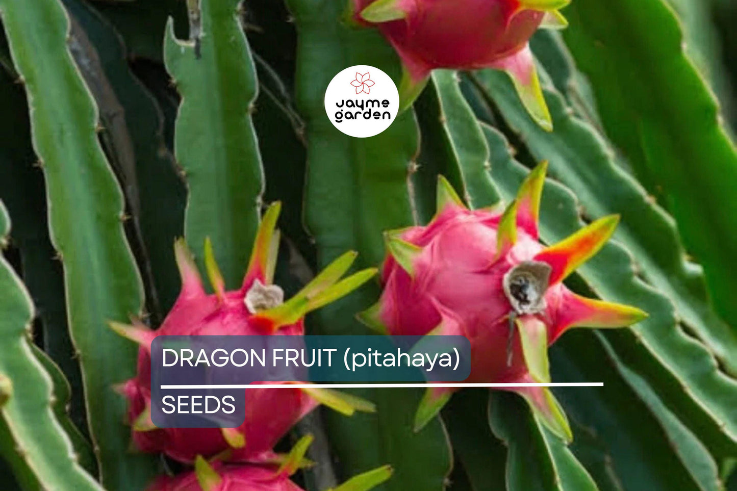 25 Seeds White Dragon Fruit Plant | Pitahaya (Hylocereus Undatus) | Edible Cactus Pitaya Plant for Indoor & Outdoor Gardens