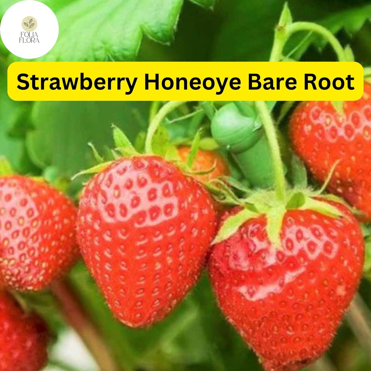 Honeoye Strawberry Plants - 12 Bare Root Sweet Berry Plants for Zones 4-9 - High-Yield & Juicy Fruit
